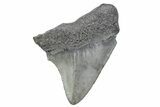 Serrated, Juvenile Megalodon Tooth - South Carolina #370188-1